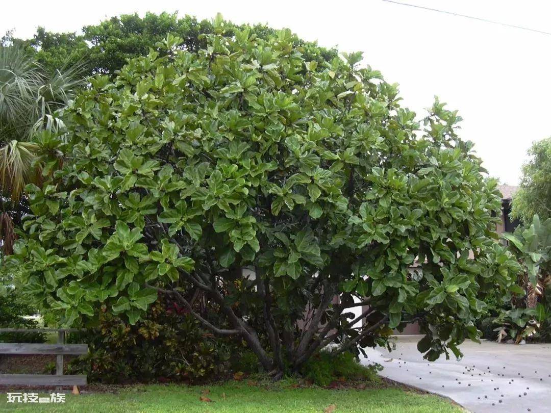 木本植物盆栽有哪些图片(适合养客厅的7种木本绿植)-图片5